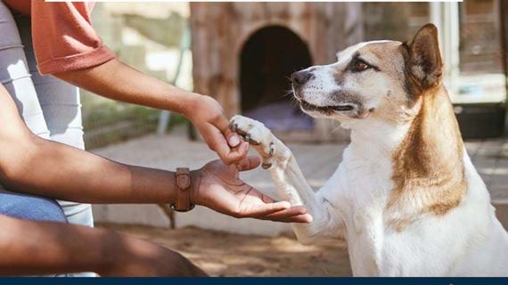 Support Absolute Pets' Mandela Day Pet Donation Drive!